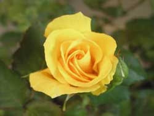 Mercy Day by Sr. Mary Wickham 